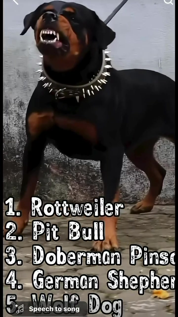 @Rex the Rottweiler