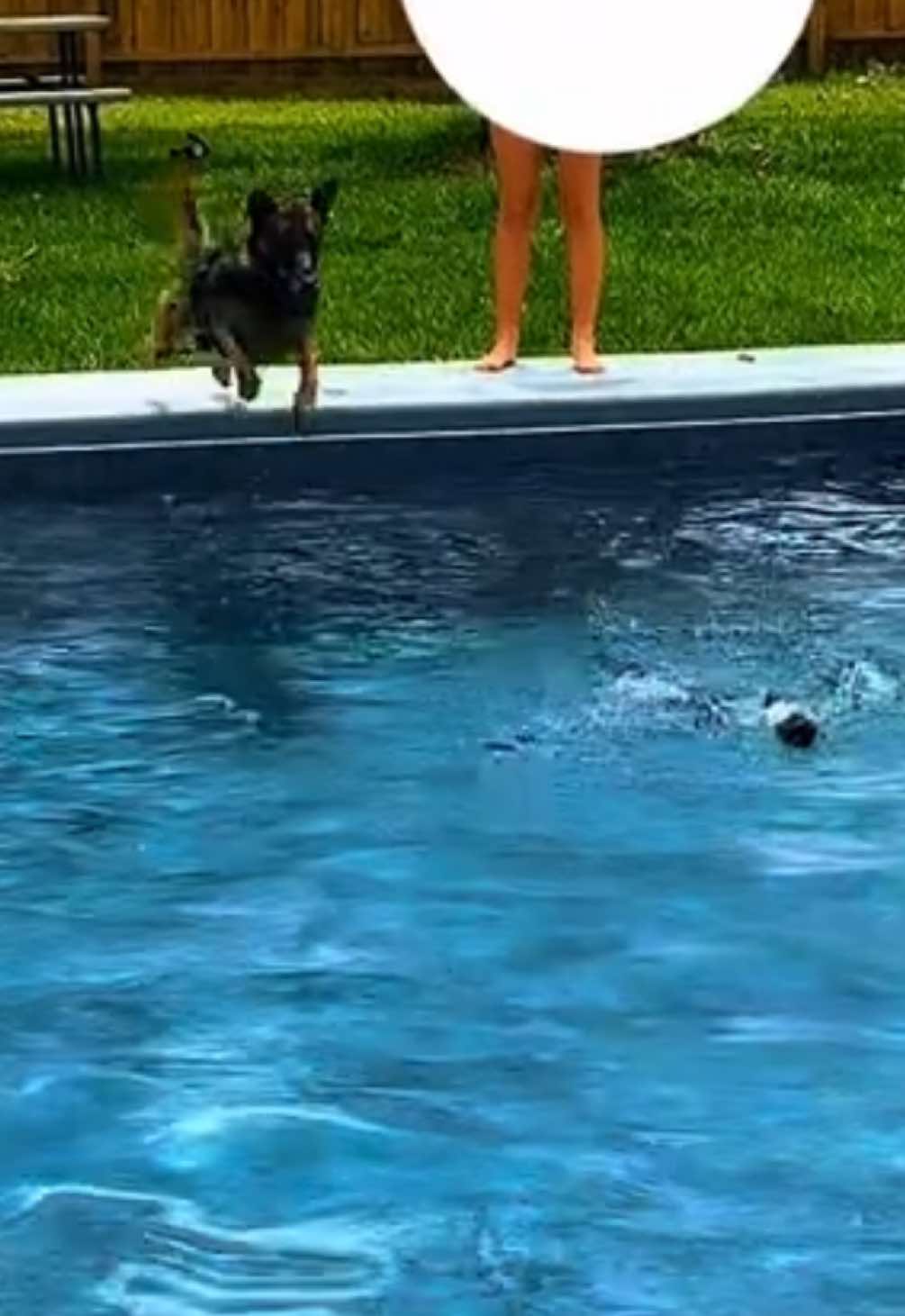 @K9.corporal