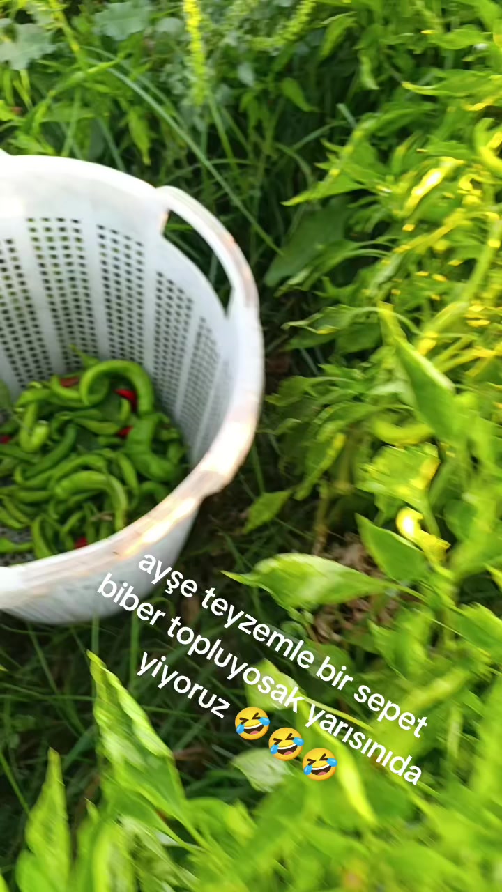 @daybaşı elif❤