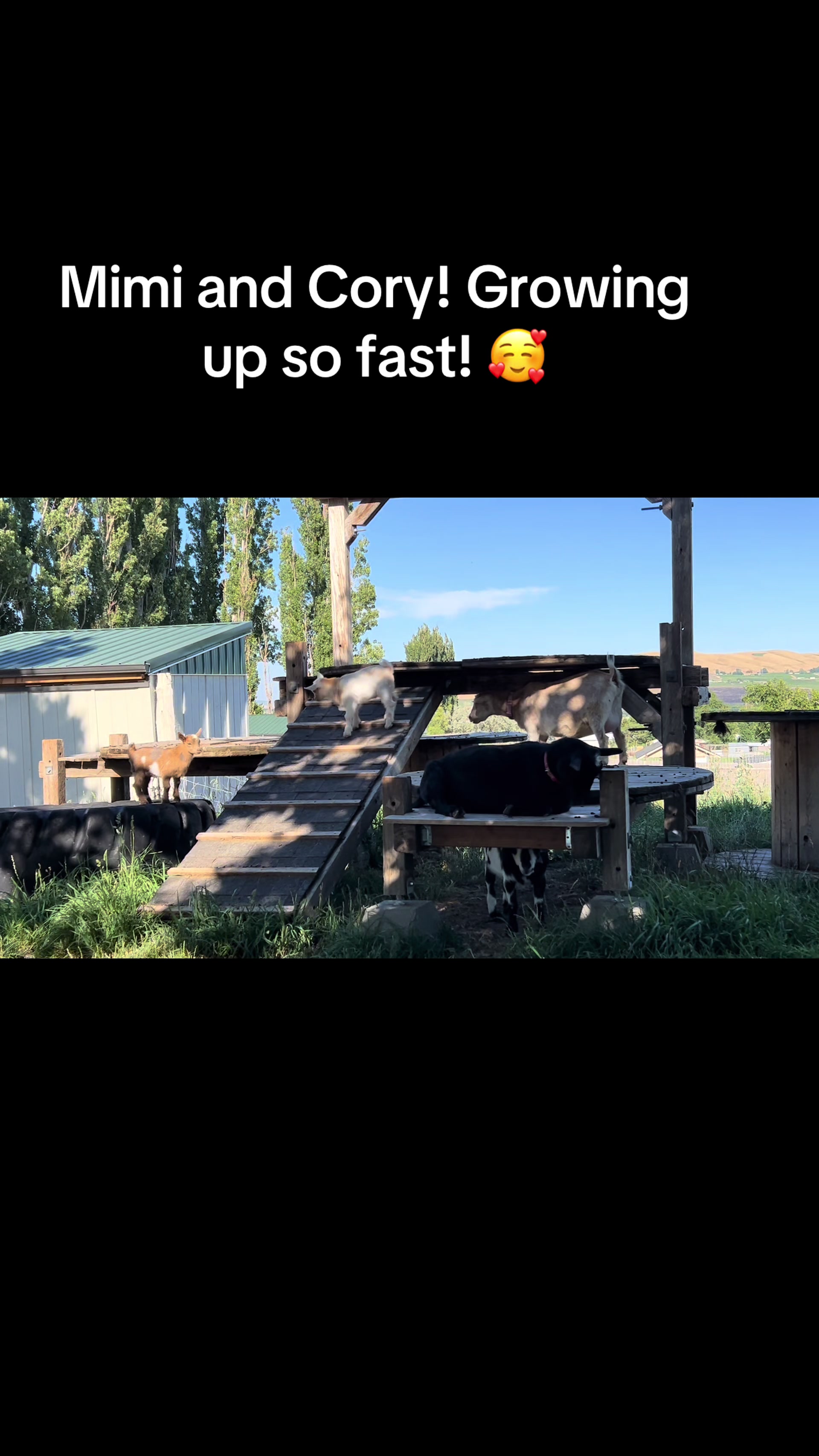 @WollamFarm