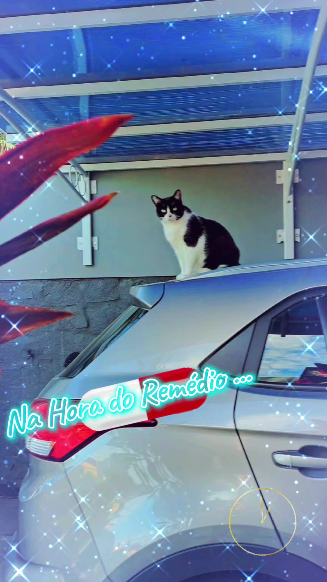 @gato.JIMMY.cat