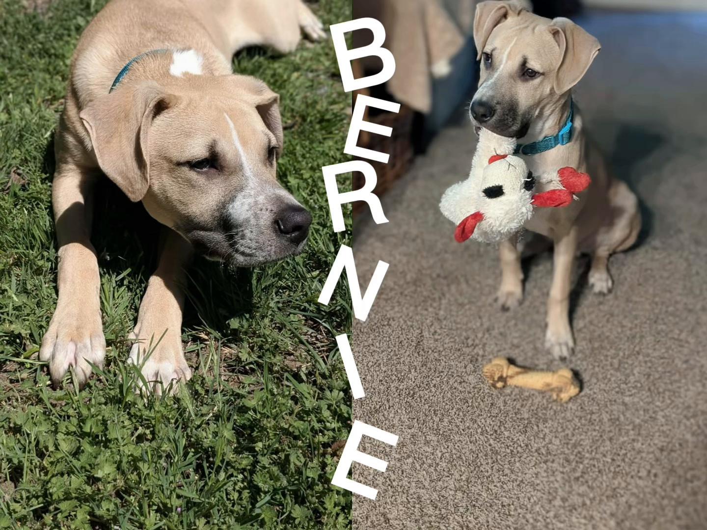 @405&ensp;Animal&ensp;Rescue