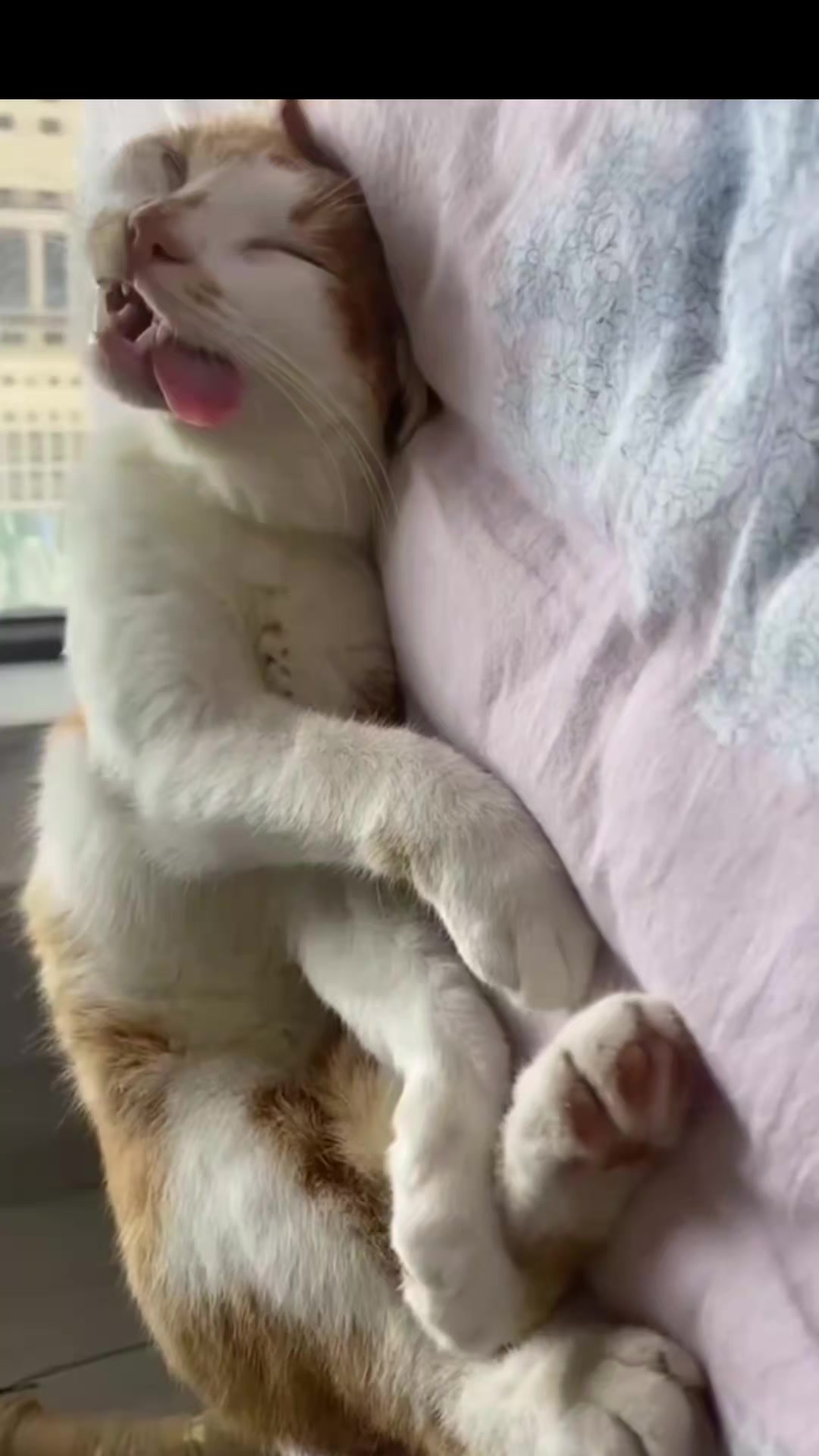 @Random Cat Stuff