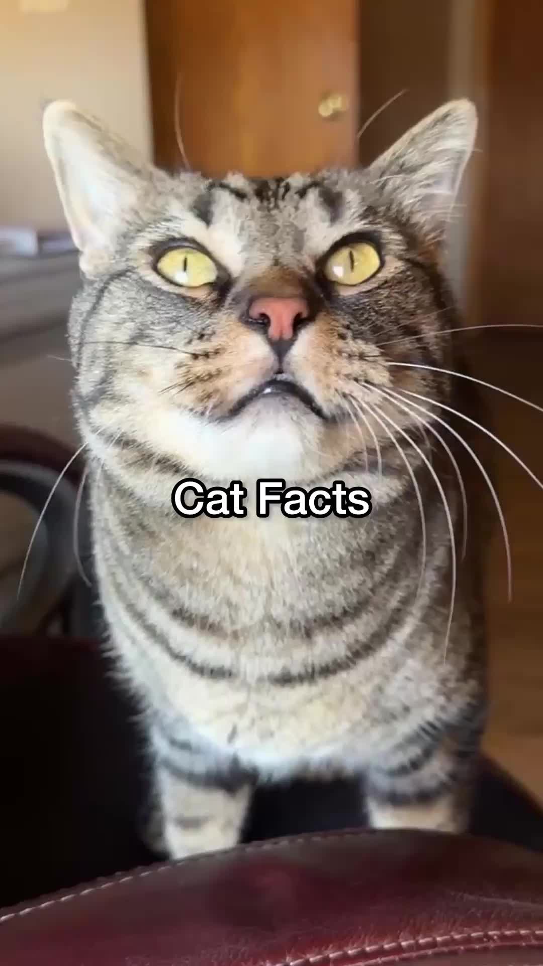 @Chip The Manx