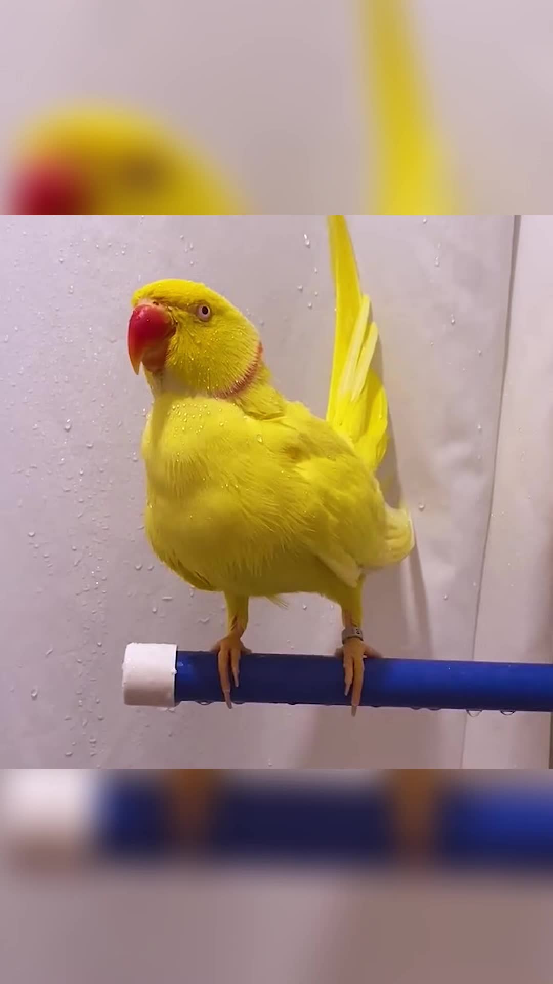 @Animals Stories