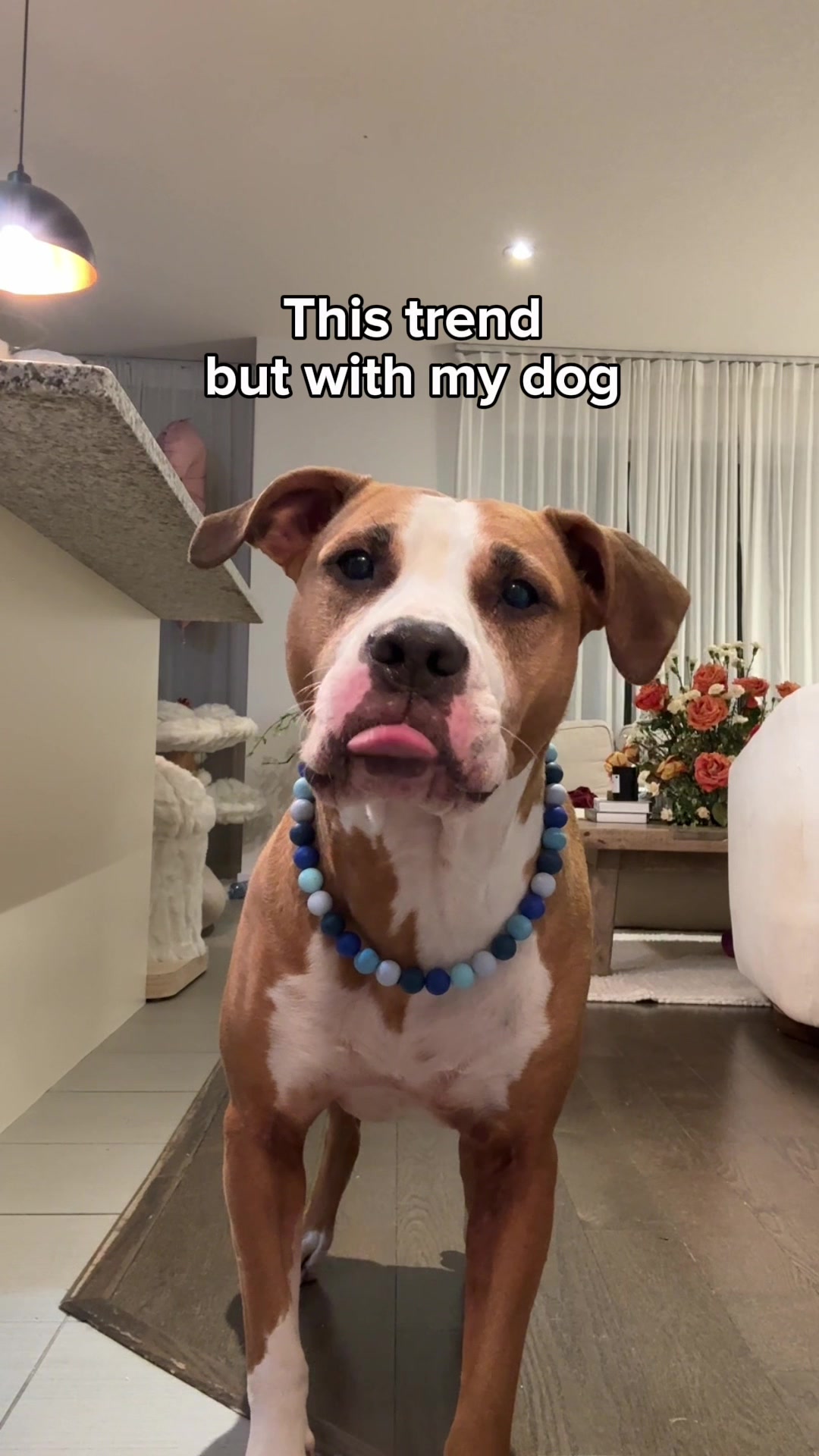@Luna The Pittie