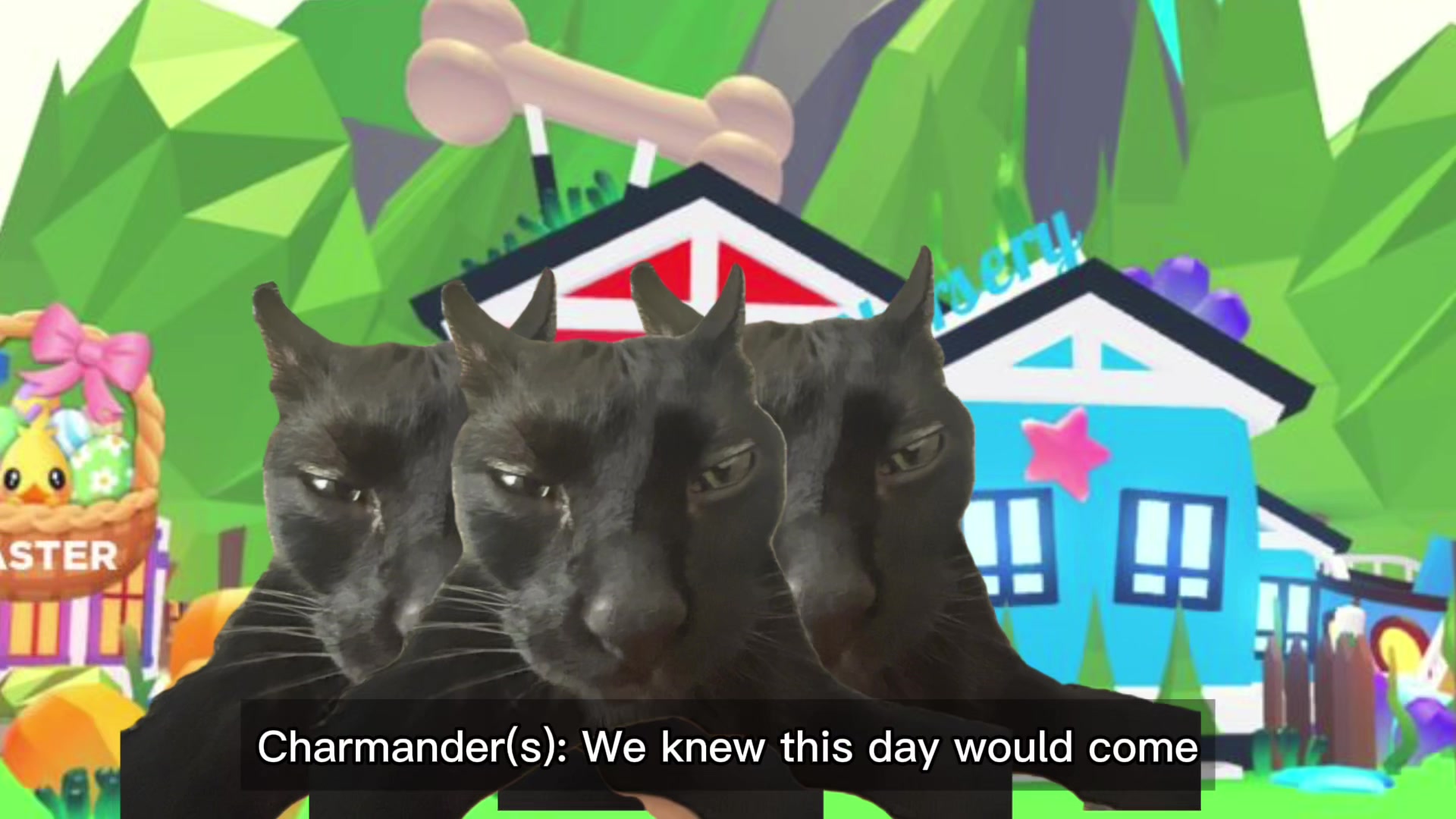 @CHARMANDER THE CAT!!
