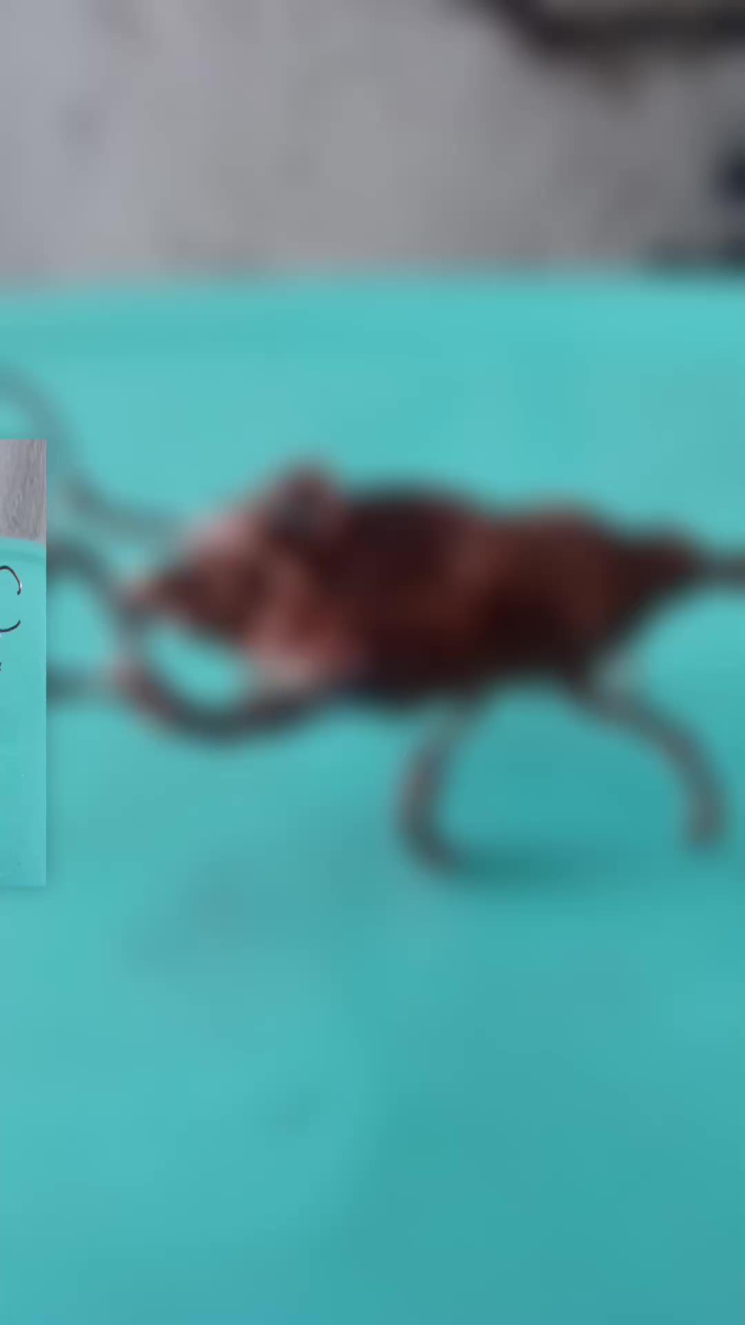 @hudkinsong