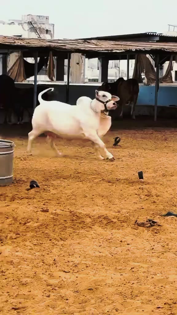 @𝙌𝙐𝙍𝙀𝙎𝙃𝙄🔥𝘾𝘼𝙏𝙏𝙇𝙀