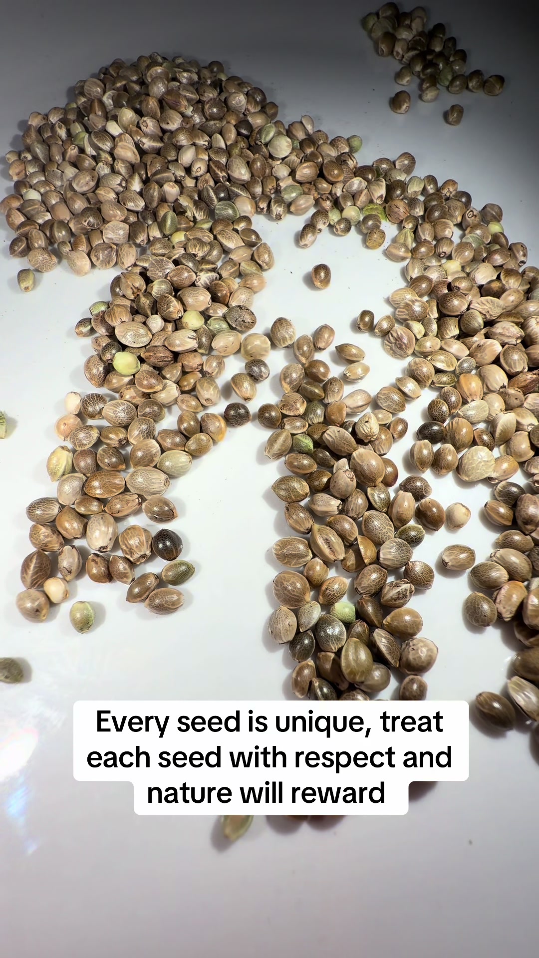 @SEEDTIVA