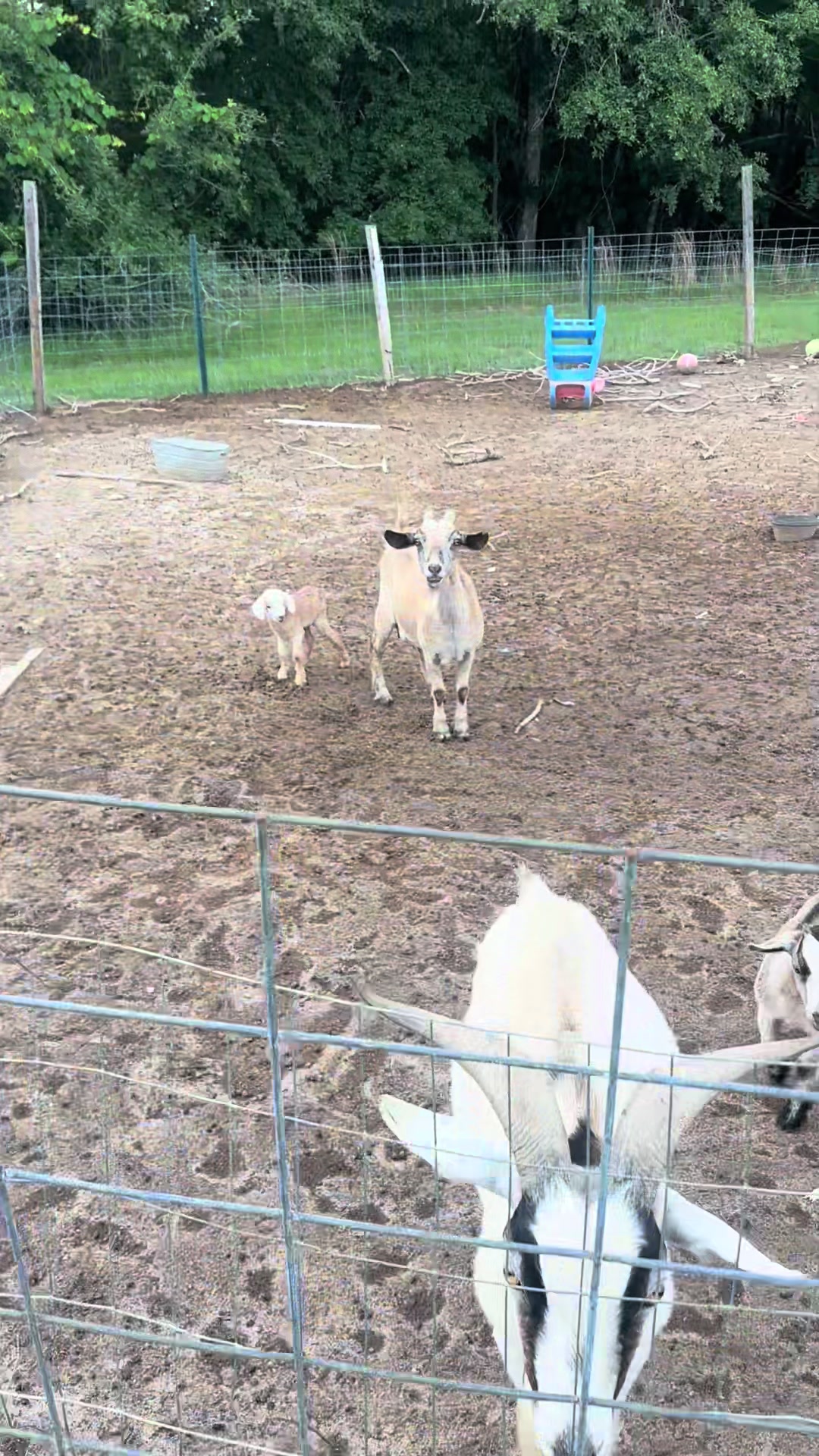 @Our Family Farm