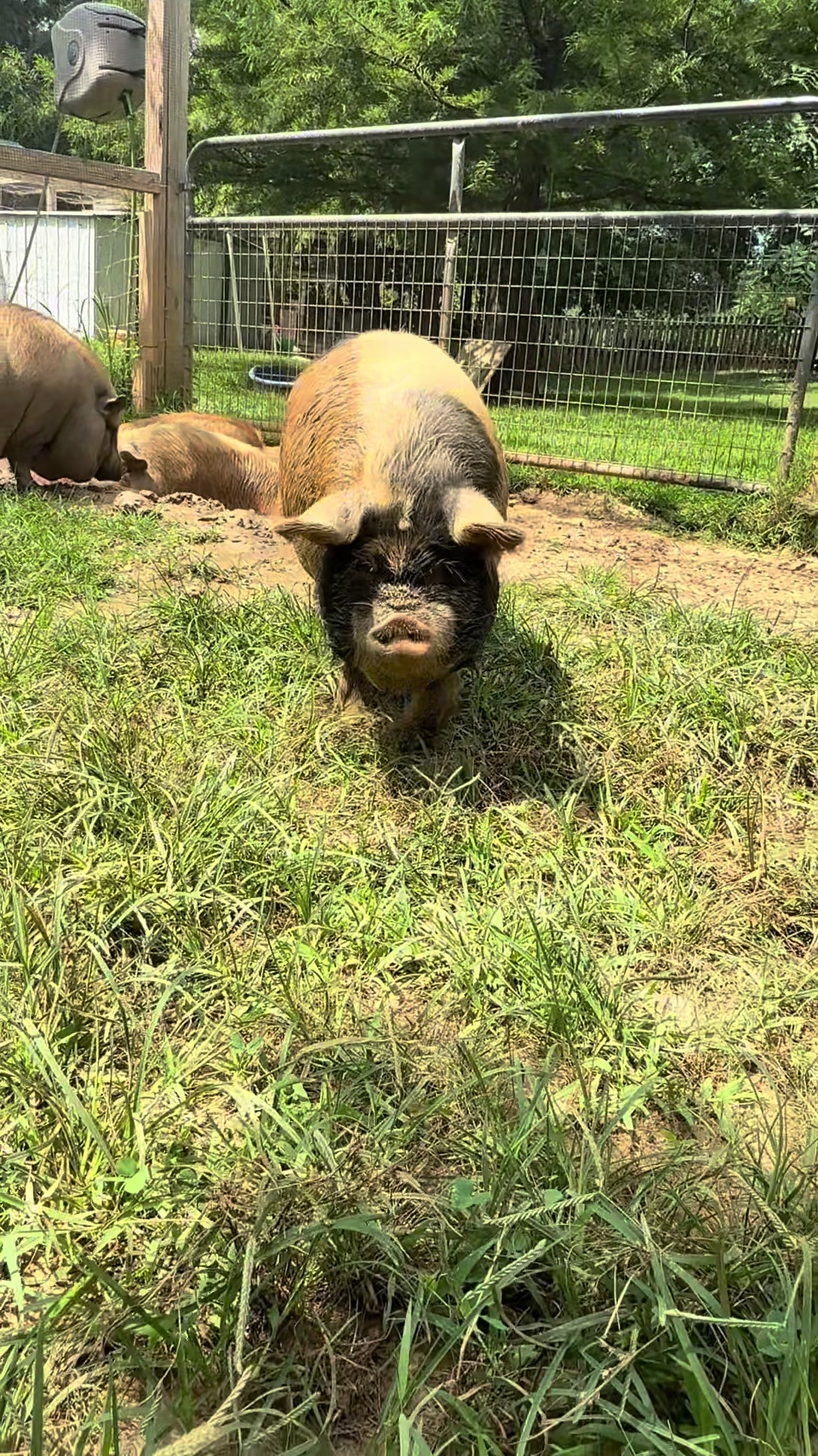 @merrickfarmstead
