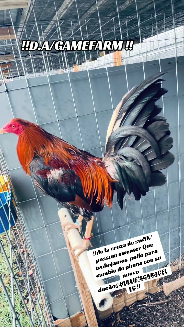 @DAgamefarm