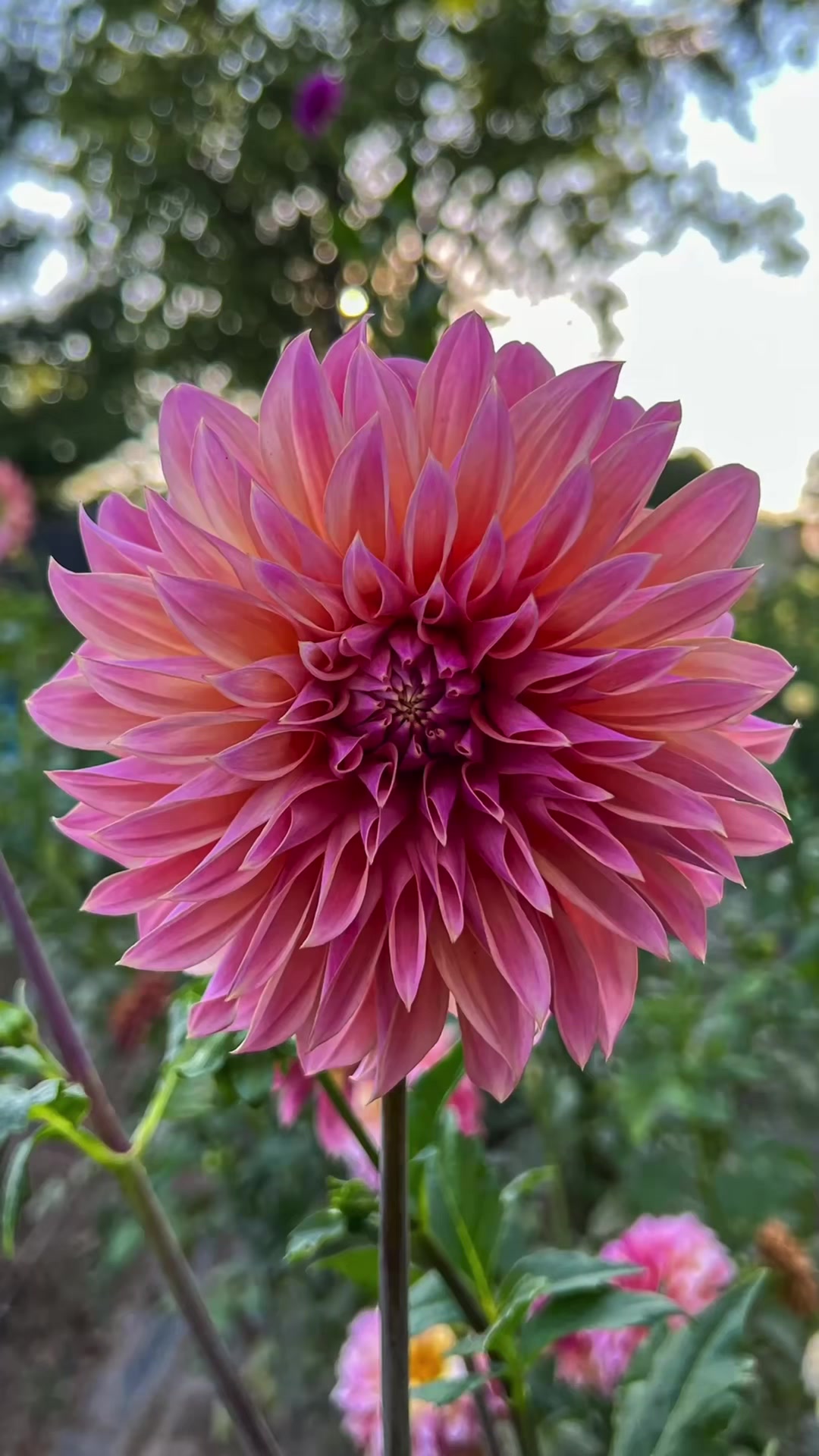 @Christopher | Flower Farmer