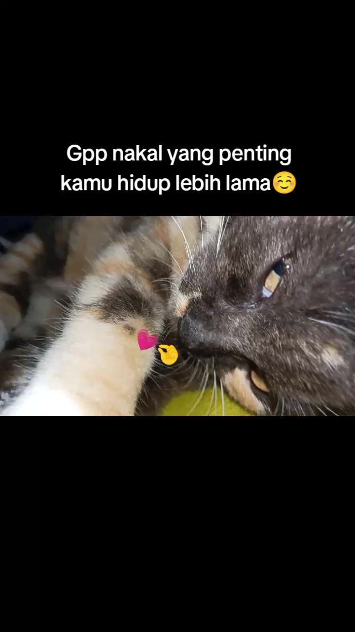 @Layllaaa_story ♡