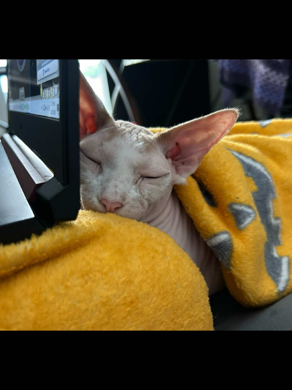 @Cat