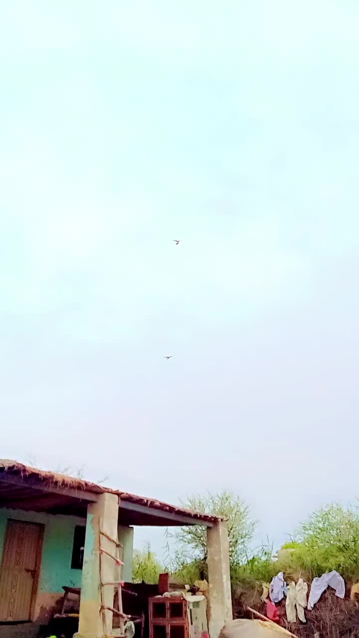 @آپنا شوق کبو تر باز ى