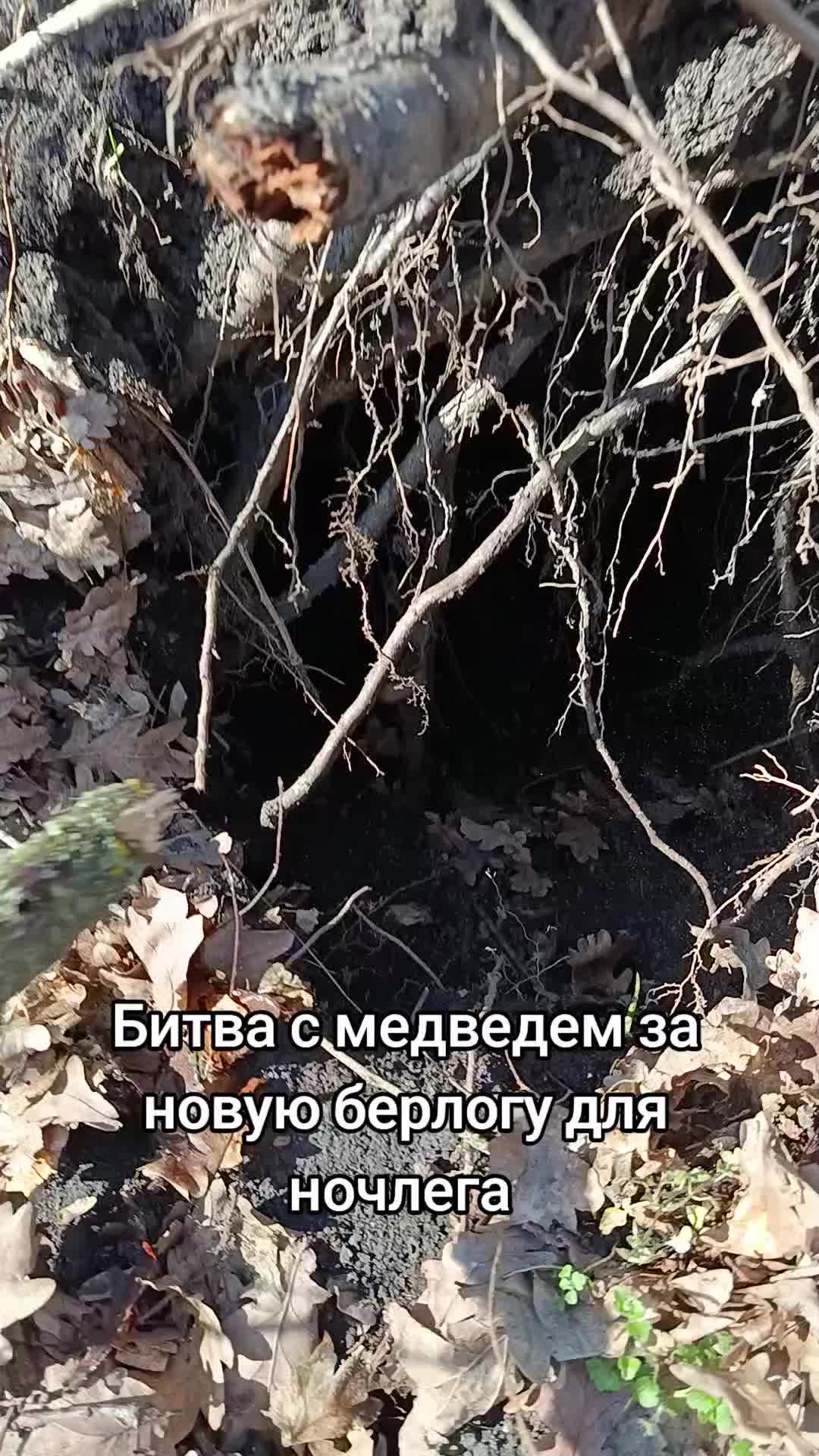 @Лучезарный хрякᛉ