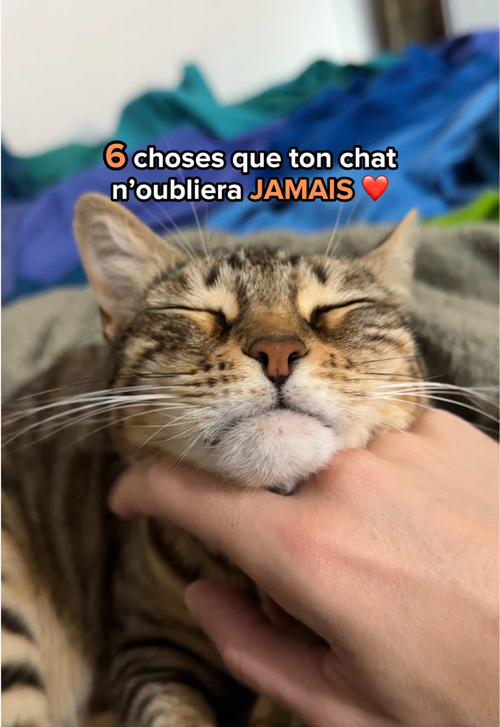 @Ricki the Bengal