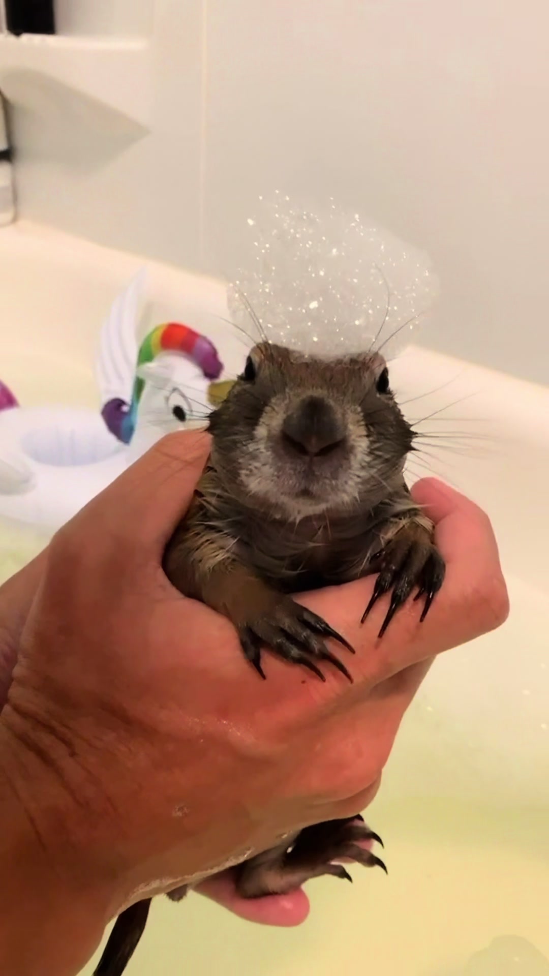 @Poppy the Prairie Dog