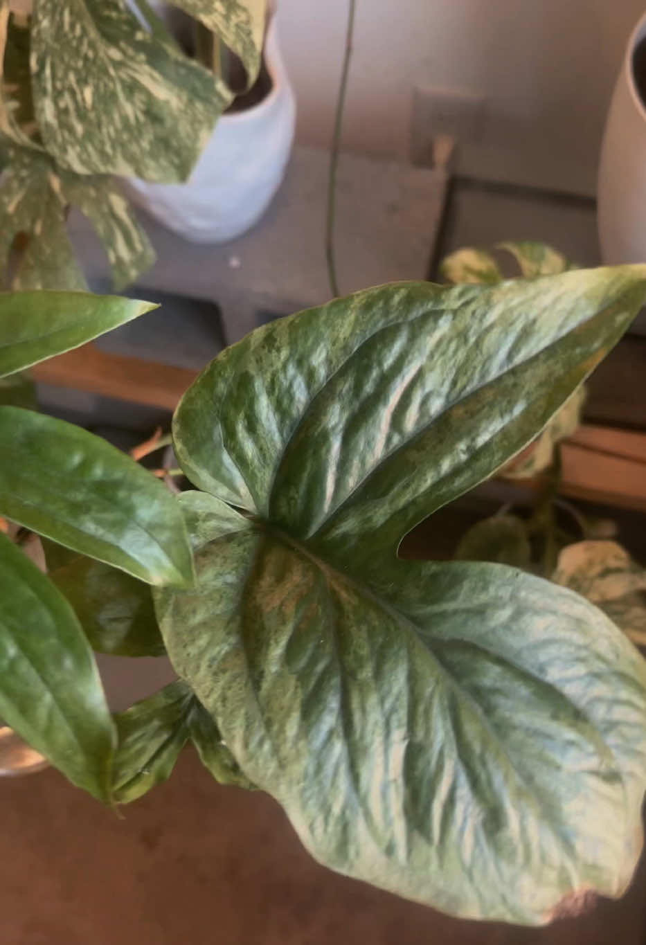 @Plant Deco ATL