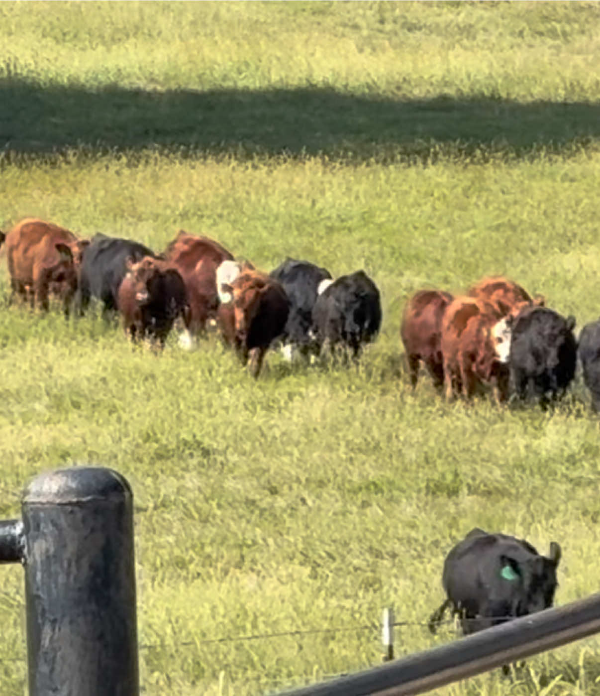 @Massey Land & Cattle