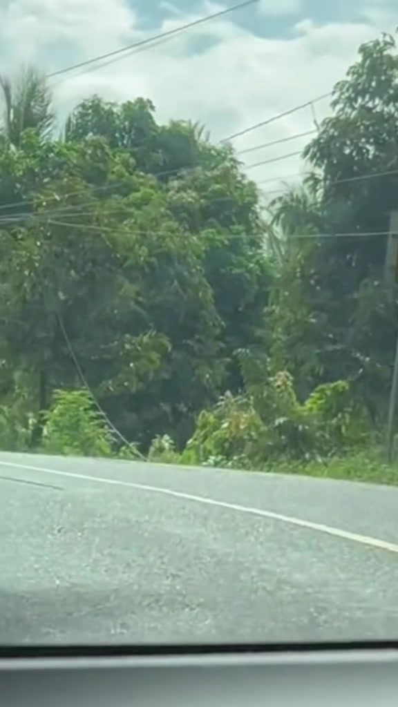 @Syuup🌱