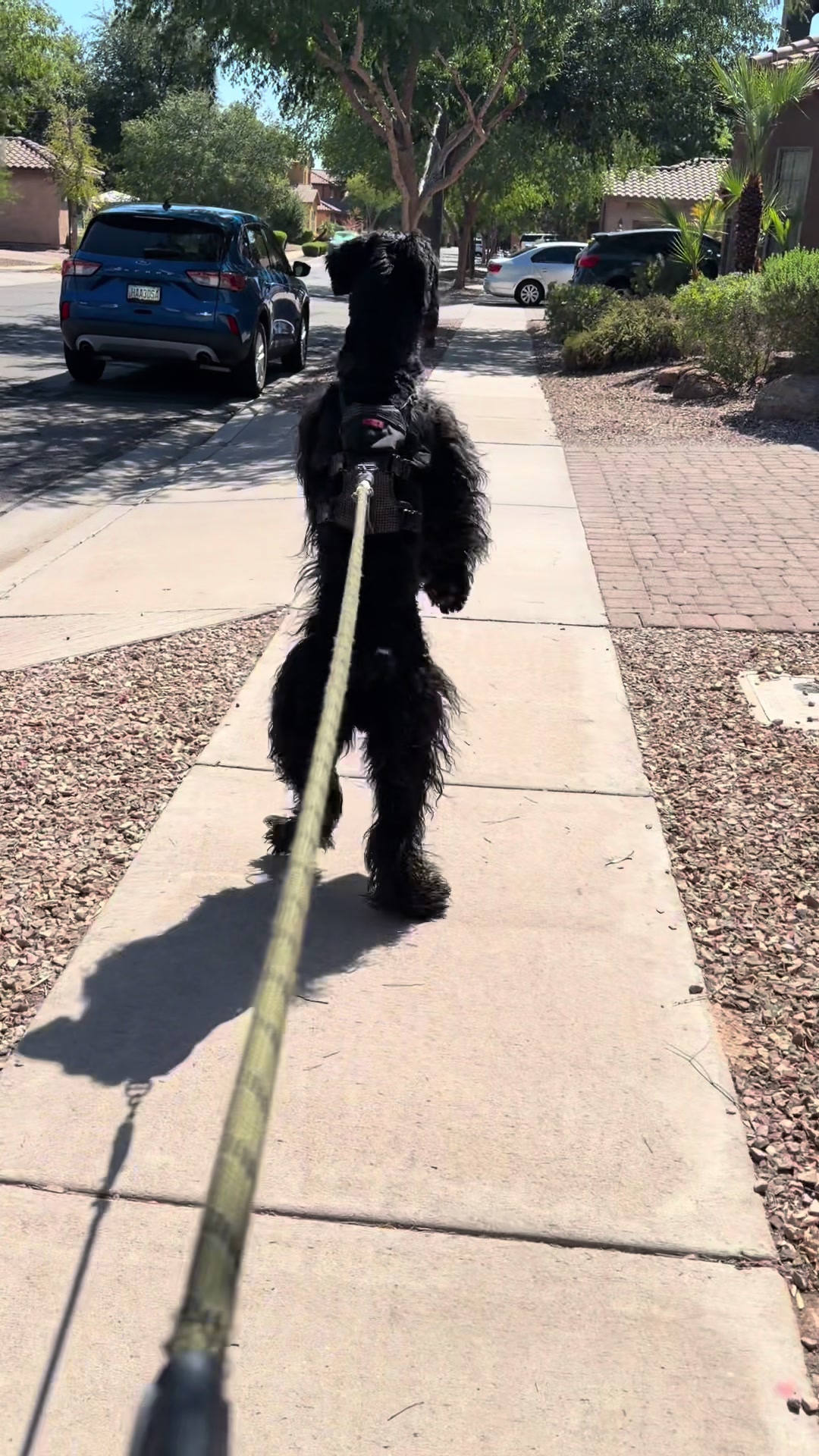 @Fiona Walks