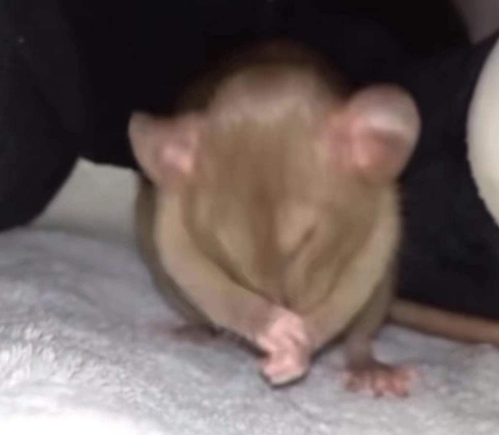 @Gargamel L'Féroce 🐀✨