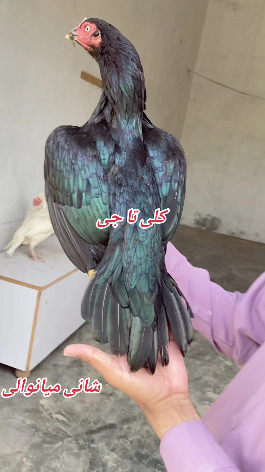 @Shani.Mianwali