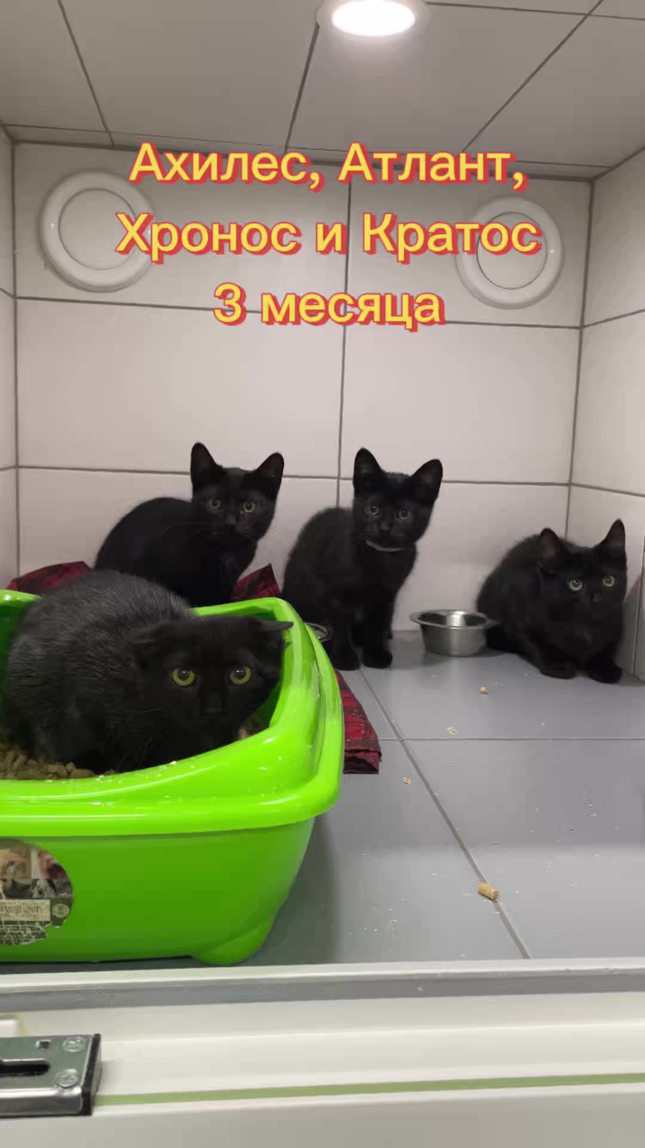 @Приют Новый дом