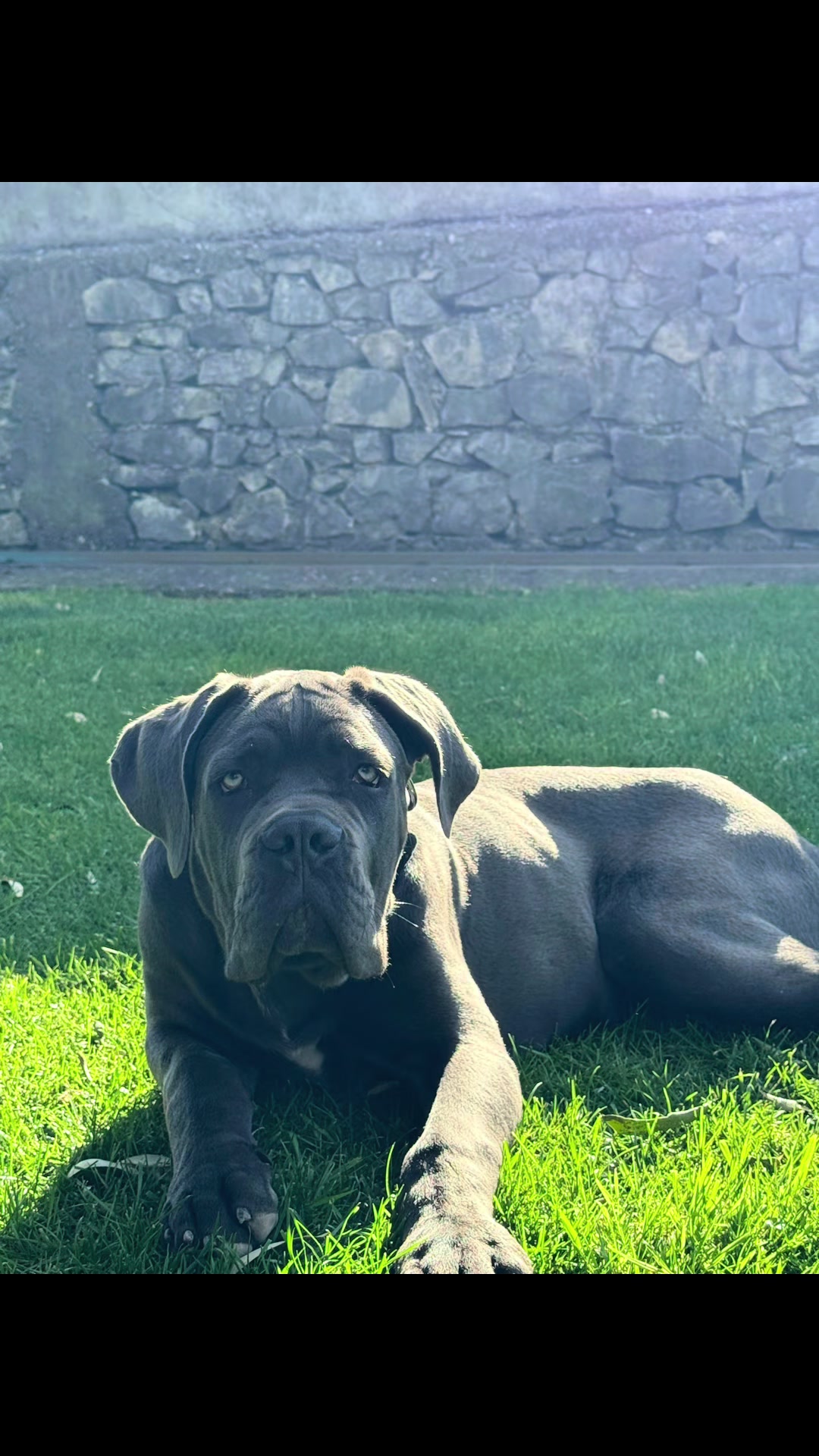 @guardiani_di_lako