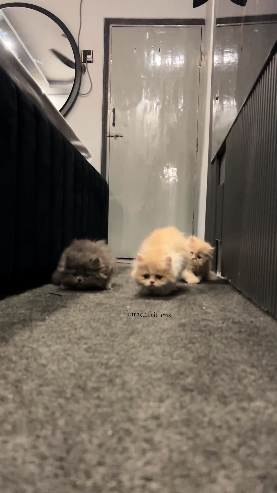 @karachikittens
