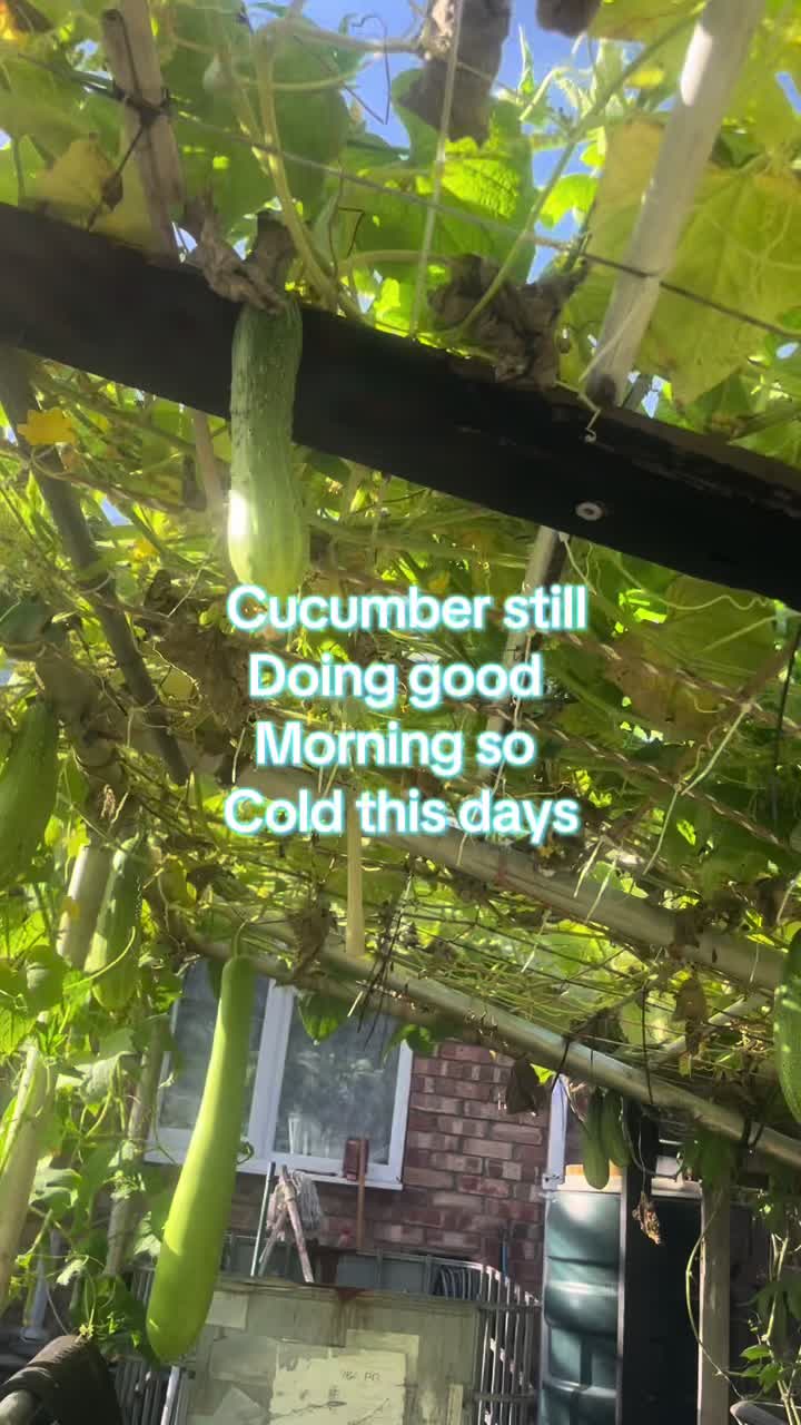 @SP
