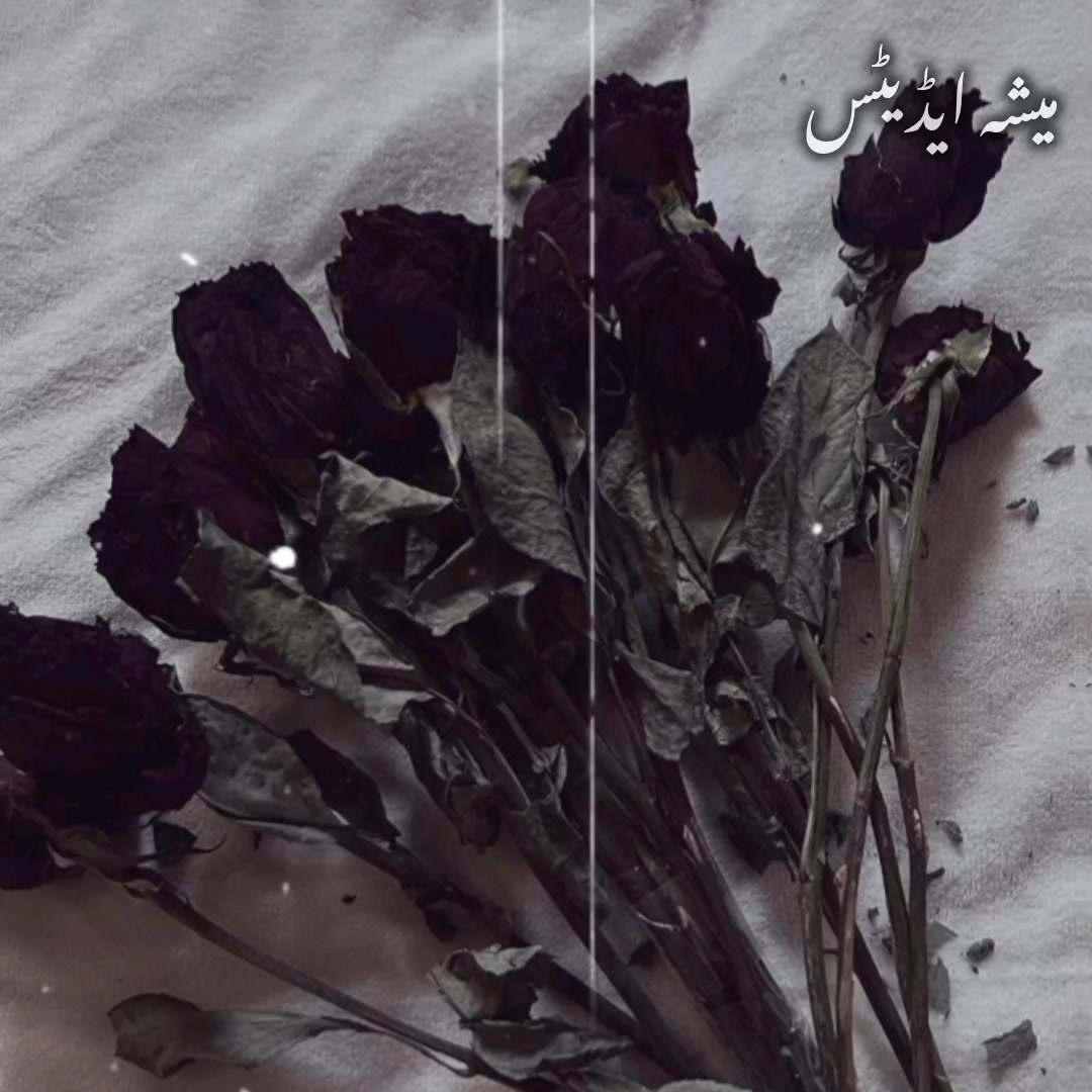@ᥫ᭡♡//𝐊𝐈𝐌 𝐒𝐇𝐀//♡