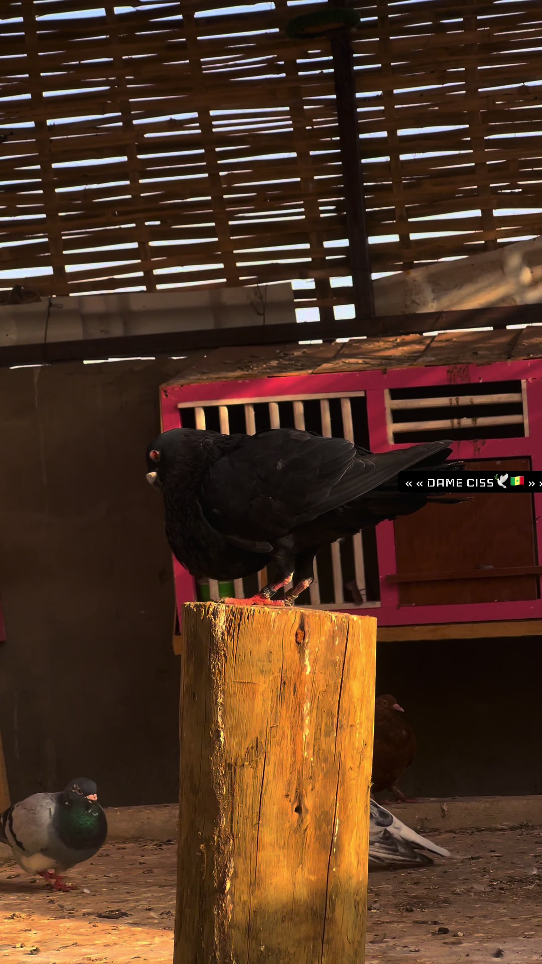 @DAME CISS🕊️🇸🇳