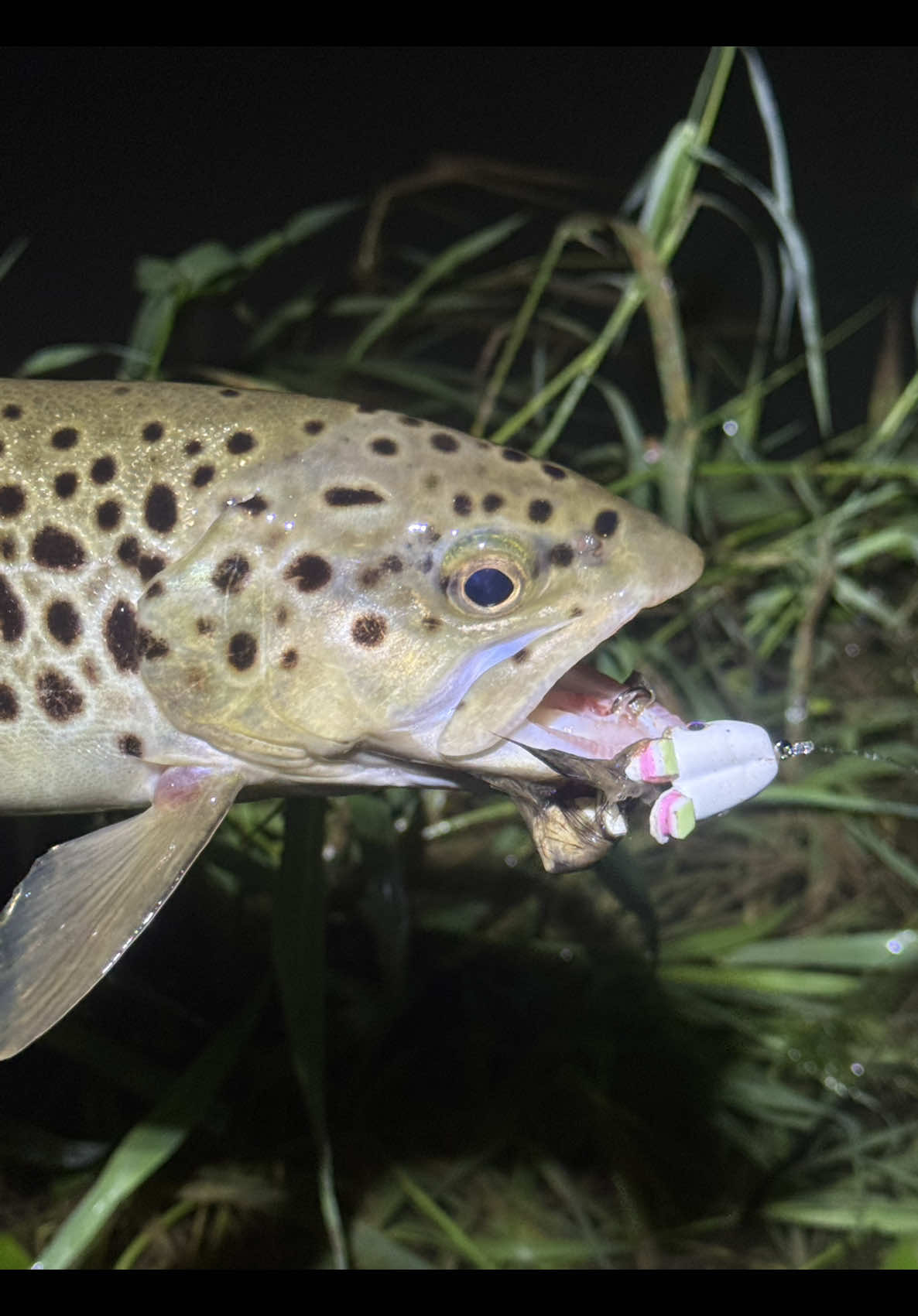 @FlyFishDelawhere