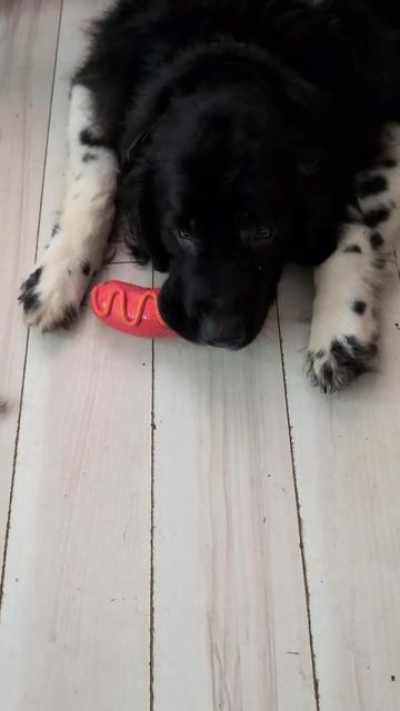 @大型犬3頭&小型老犬4頭多頭飼いの生活
