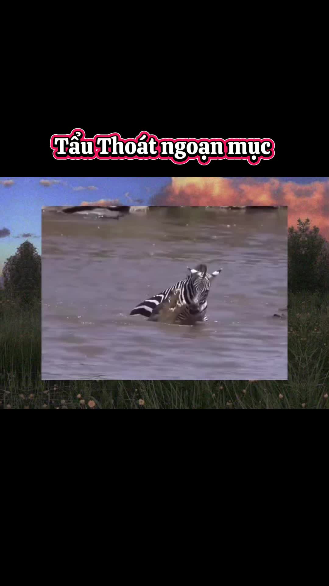 @THẾ GIỚI ĐỘNG VẬT 💧