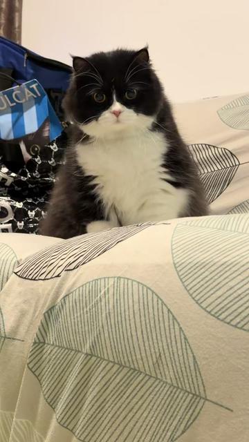 @Bucin cat