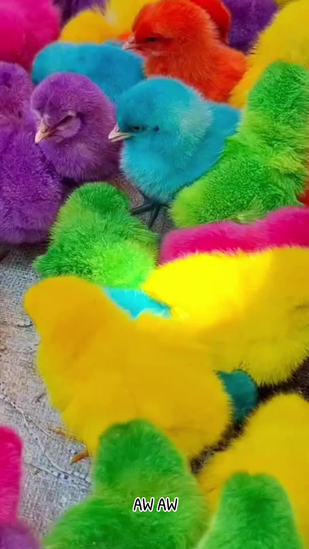 @AyamWarnaWarni