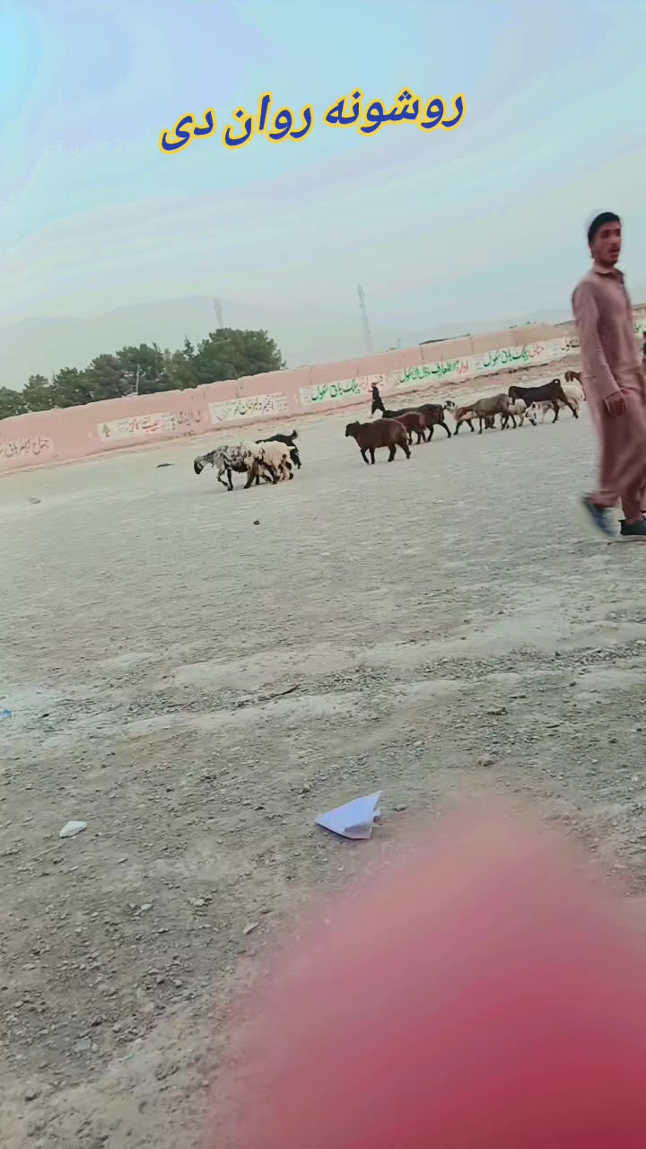 @🇫 🇦 🇷 🇴 🇴 🇶 🇮 ❤😍