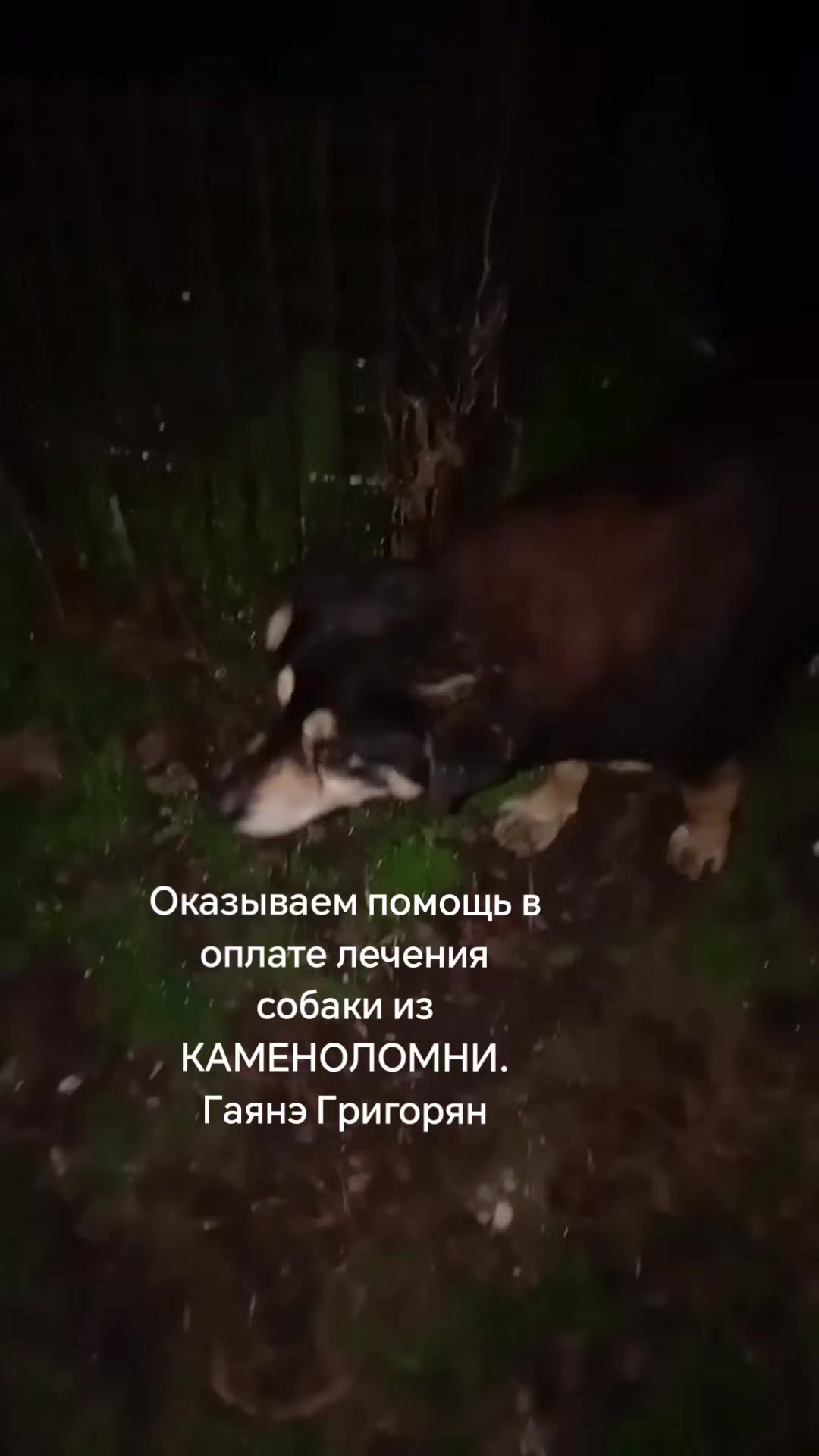 @Гаянэ Григорян