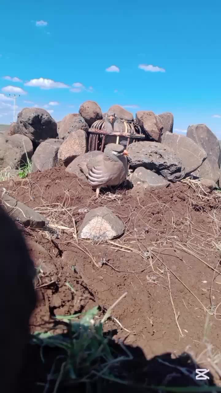 @çılgın çocuk