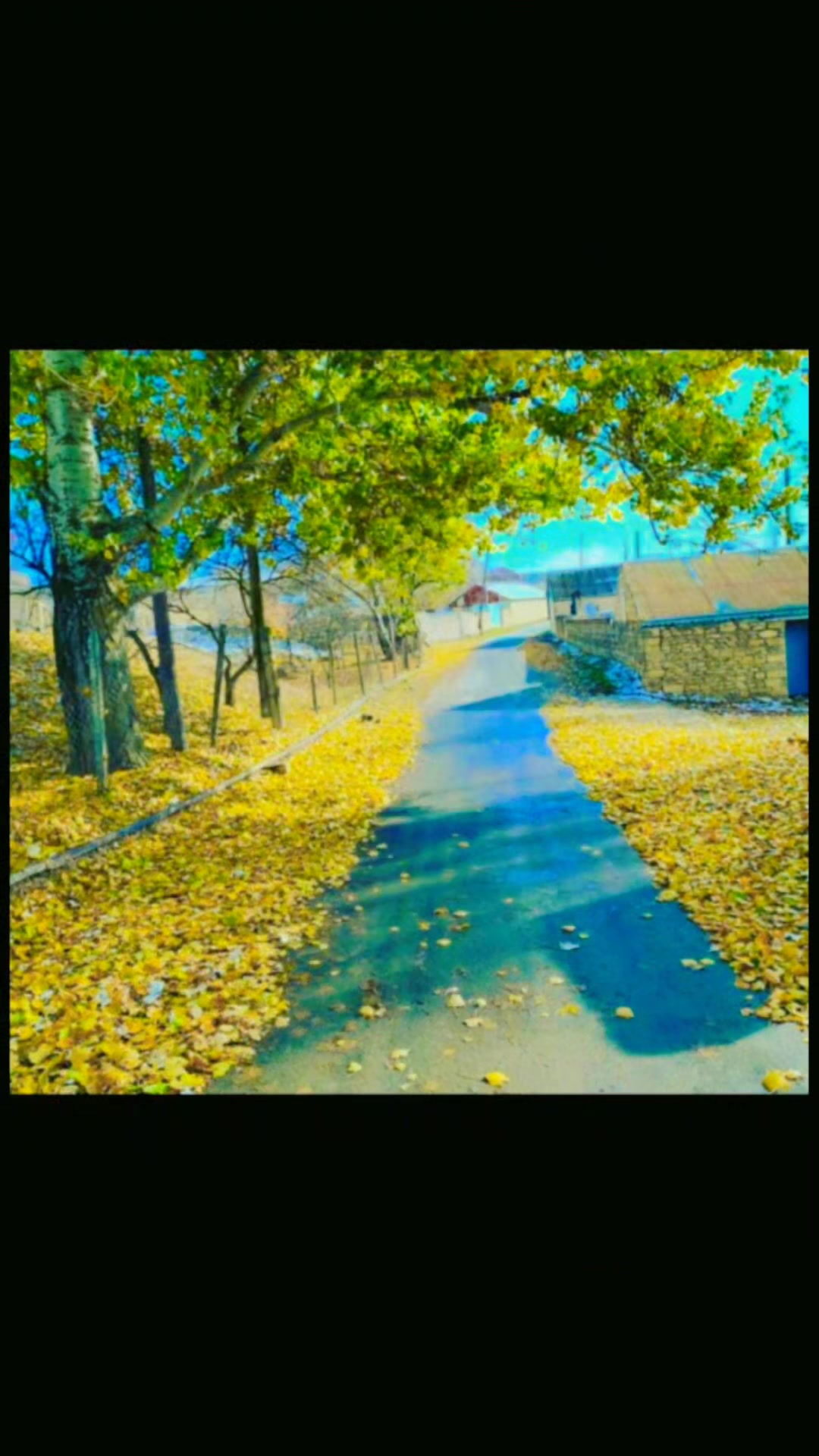 @Teymur Cəbirli _56