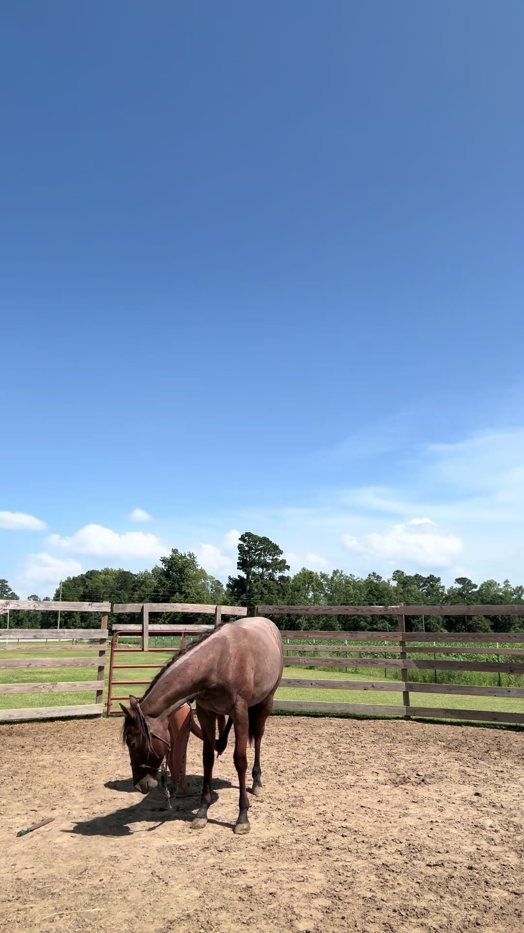 @Peppermint Pines Farm