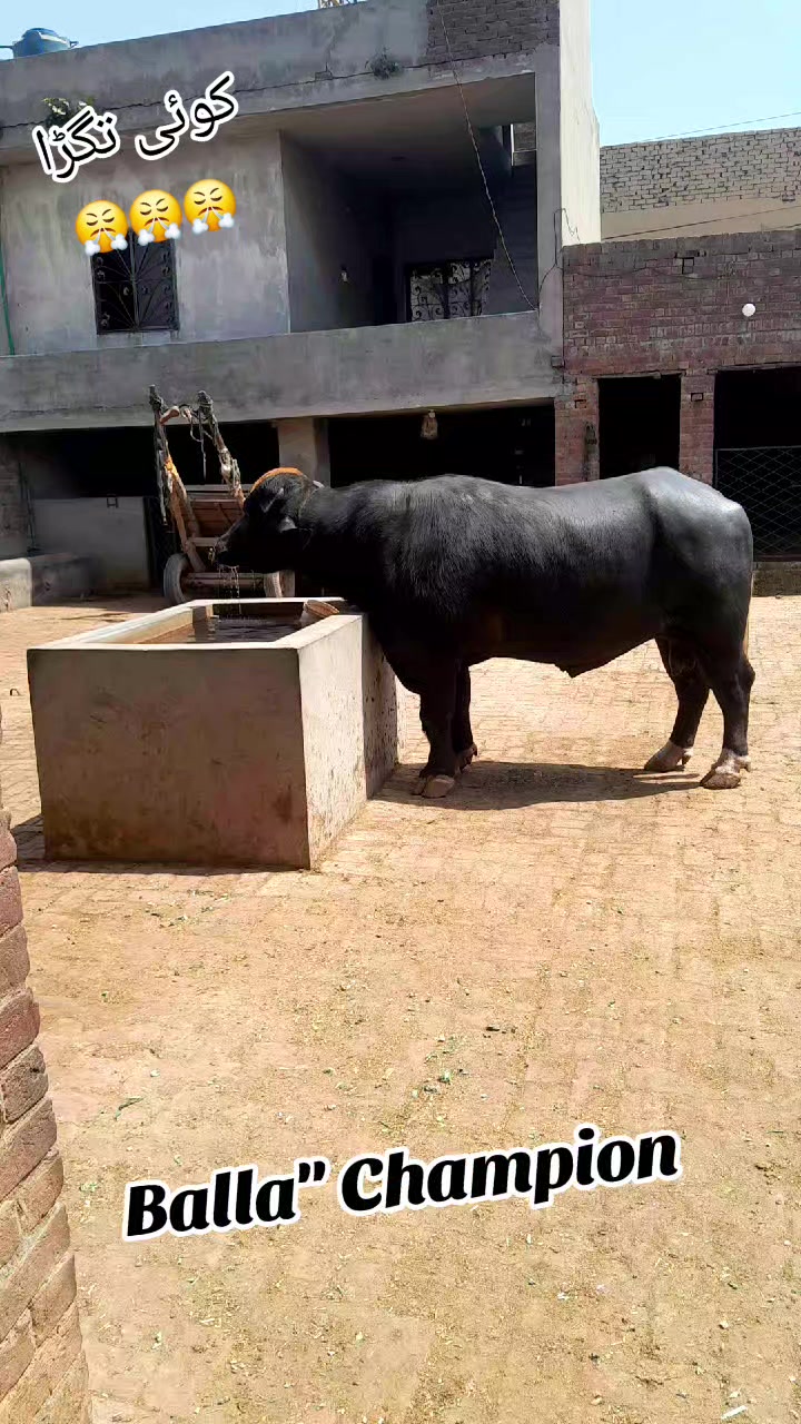 @Honey singh('gujjar')