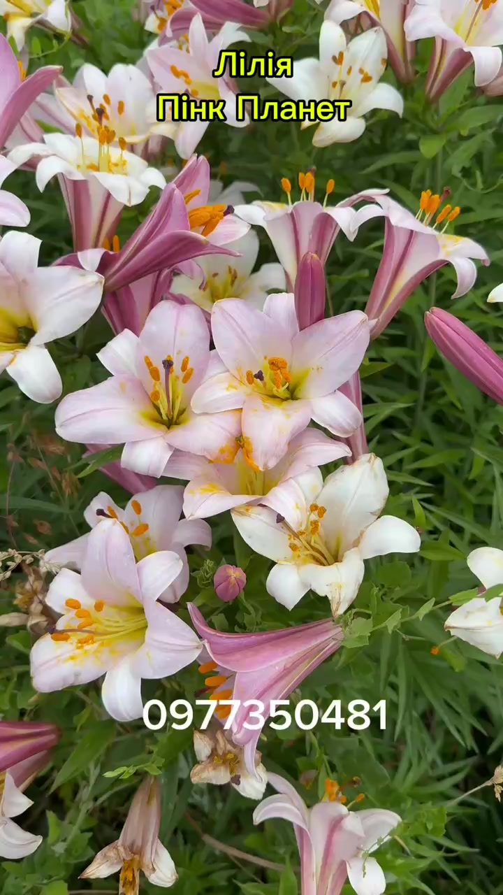@maxflora0977350481