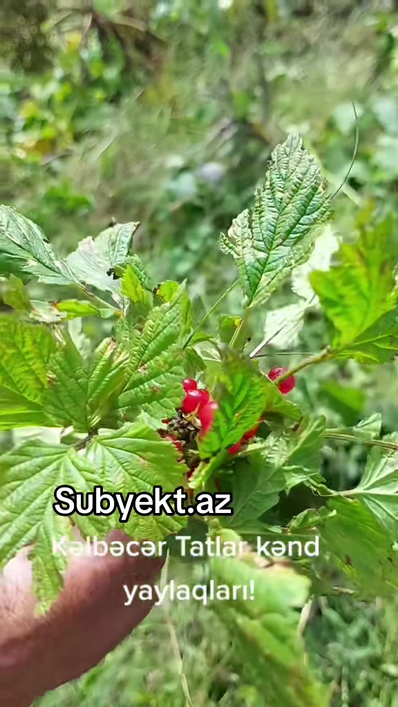 @Rövşən Hüseynov