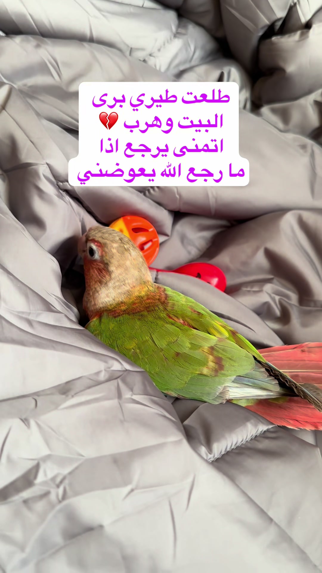 @🦜SOROR🦜